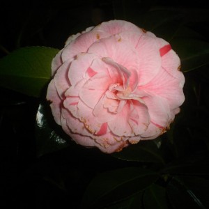 Camelia Bonomiana