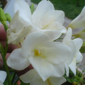 Freesia