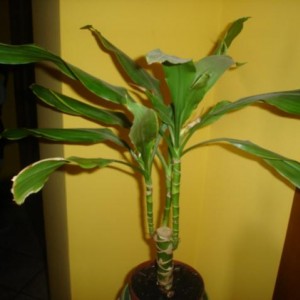 Dracaena