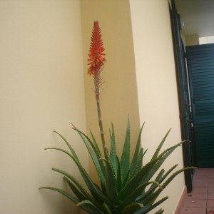 Aloe Barbadensis