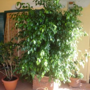 Ficus Benjamina