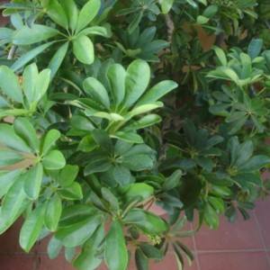 Schefflera