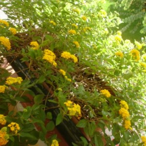 Lantana