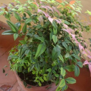 Nandina Domestica