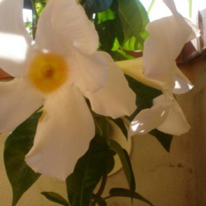 Dipladenia