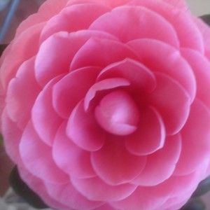 Camelia Pink Perfection