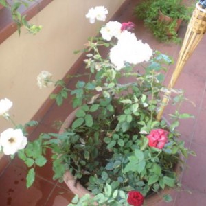 DSC00040