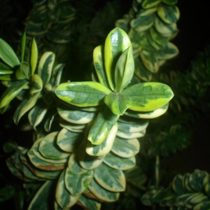 Hebe Variegata
