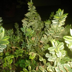 DSC00367