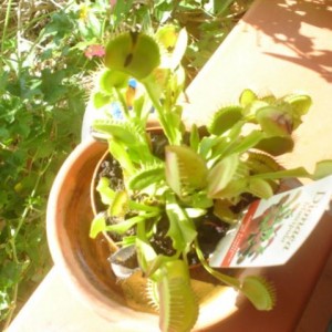 Dionaea