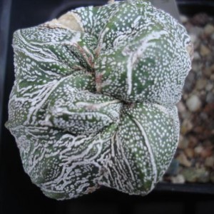 astrophytum onzuca crestato mostruoso.