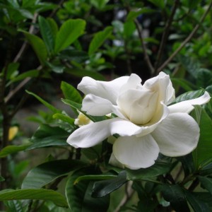 gardenia