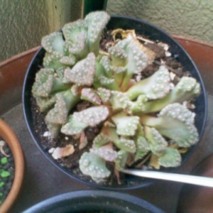 300311 Titanopsis Calcarea