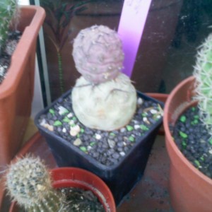 300311 Tephrocactus Geometricus