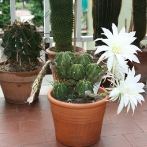 echinopsis denutata in fiore 2011