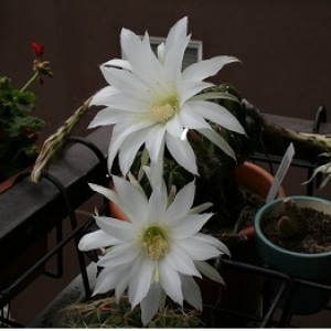 particolare di fiore di echinopsis denudata  2011