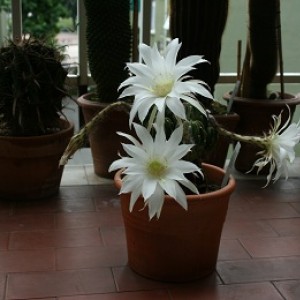 echinopsis  denudatainfiore 2011