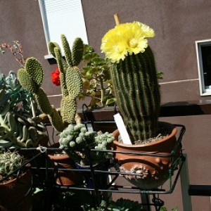 notocactus warasii in fiore 2010