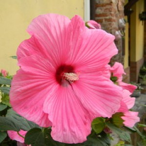 hibiscus a Morimondodscn1