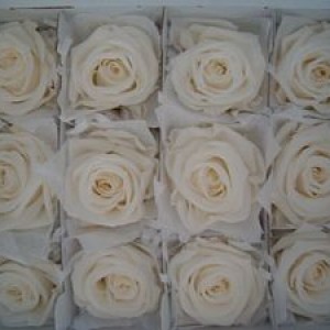 Rose stabilizzate Standard senza gambo , per bomboniere e composizioni floreali.