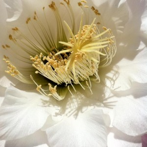 Trichocereus schickendantzii interno fiore