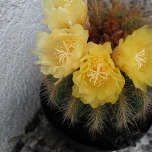 Parodia2011 (Medium)