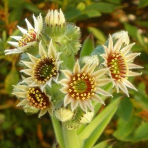fiore sempervivum