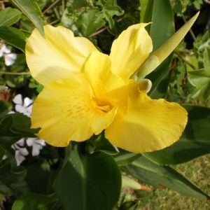 canna gialla