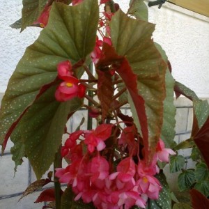 begoniafiore2