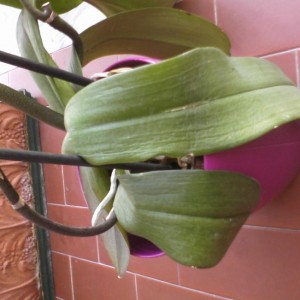 orchidea foglie molli