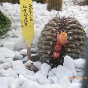 Copiapoa humilis (5)