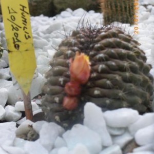 Copiapoa humilis (4)