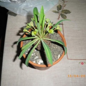 Euphorbia bupleurifolia  (4)