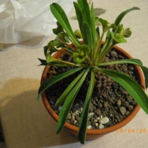 Euphorbia bupleurifolia  (2)