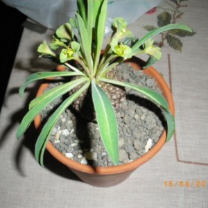 Euphorbia bupleurifolia  (3)