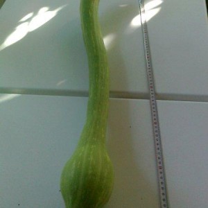 zucchino