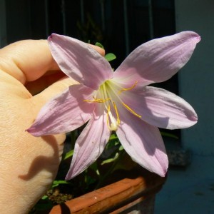 finalmente è fiorito il primo habranthus robustus