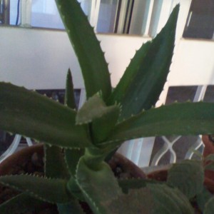 Aloe Arborescens