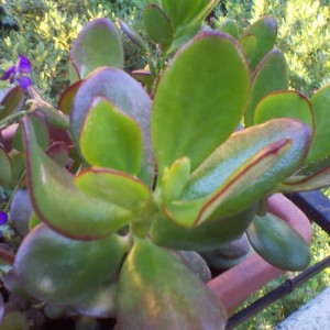 Crassula Arborescens