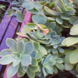 Sedum Palmeri