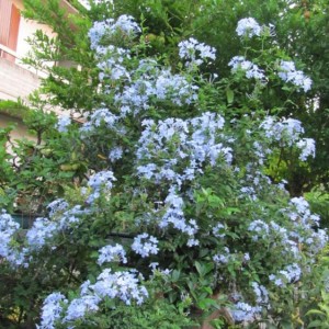 plumbago6