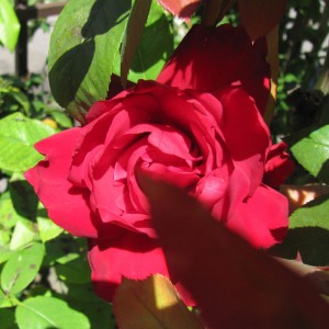 rosa 1