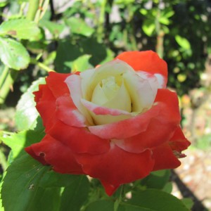 rosa2