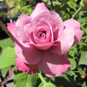 rosa3