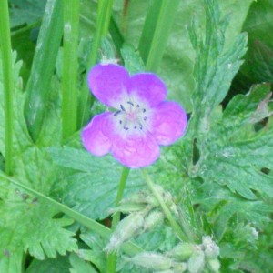 Potrebbe essere un Geranium...