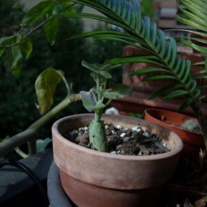 Senecio articulatus