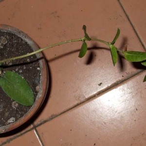 densifolia