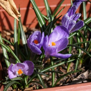 crocus