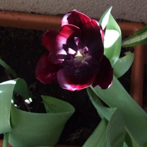 tulip4