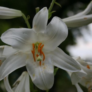 lilium